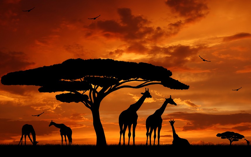 4 Reasons You Need To Try A Safari Trip In Your Lifetime