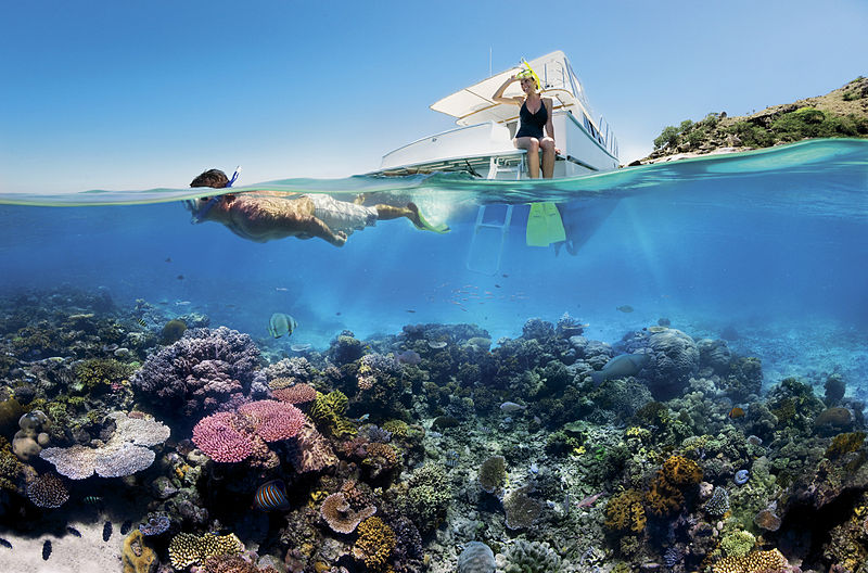 800px-Reef_Snorkelling_on_the_Great_Barrier_Reef