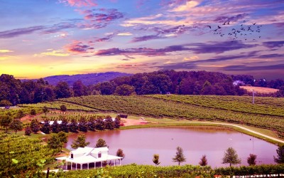 The Best Wine Regions To Visit In America