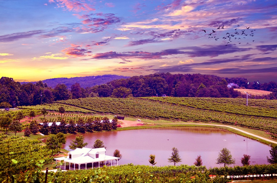 The Best Wine Regions To Visit In America