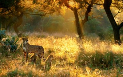 Why Tanzania Should Be Your next Holiday Destination
