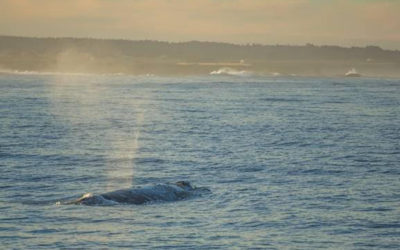 Whale Watch in Style at Little River Inn of Mendocino plus March Virtual Whale Festival